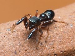 Synageles bishopi 78864515 by Zygy. Used under a CC0 license.