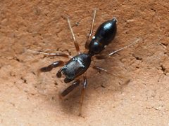 Synageles bishopi 78864533 by Zygy. Used under a CC0 license.