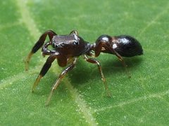Synageles bishopi 78864575 by Zygy. Used under a CC0 license.