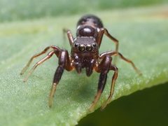 Synageles bishopi 79413864 by Zygy. Used under a CC0 license.
