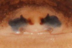 Kaldari Synageles noxiosus epigyne by Kaldari. Used under a CC0 license.