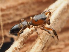 Male Synageles noxiosus 04 by Nosferattus. Used under a CC0 license.