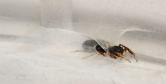Synageles venator female retreat by portioid. Used under a CC BY-SA 4.0 license.