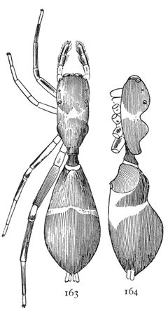 Common Spiders U.S. 163-4 by James Henry Emerton (1847 – 1931). Used under a Public domain license.