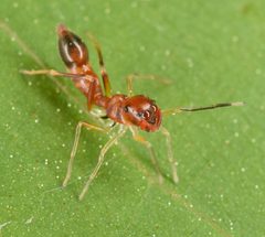 Slender Ant-mimic Jumping Spider - Synemosyna formica 01 by Christina Butler. Used under a CC BY 2.0 license.