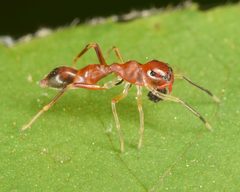 Slender Ant-mimic Jumping Spider - Synemosyna formica 02 by Christina Butler. Used under a CC BY 2.0 license.