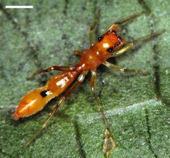 Edwards Synemosyna petrunkevitchi 01 by Photographed by G. B. Edwards. Used under a CC BY 3.0 license.