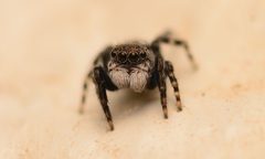 Adult male Talavera minuta face by Salticidude. Used under a CC BY-SA 4.0 license.