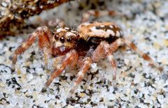 Hedin Terralonus californicus female 01 by Marshal Hedin from San Diego. Used under a CC BY 2.0 license.