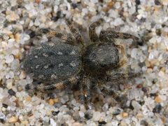 Kaldari Terralonus californicus female 01 by Kaldari. Used under a CC0 license.
