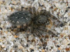 Kaldari Terralonus californicus female 02 by Kaldari. Used under a CC0 license.