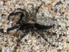 Kaldari Terralonus californicus male 01 by Kaldari. Used under a CC0 license.