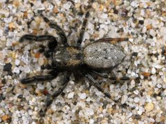 Kaldari Terralonus californicus male 02 by Kaldari. Used under a CC0 license.