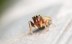 Adult female Tutelina elegans face by Salticidude. Used under a CC BY-SA 4.0 license.