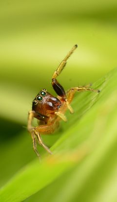 Adult female Tutelina elegans face2 by Salticidude. Used under a CC BY-SA 4.0 license.