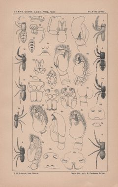 New England spiders of the family Attidae - Plate 18 by James Henry Emerton
. Used under a Public domain license.