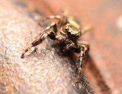 Adult male Tutelina harti face by Salticidude. Used under a CC BY-SA 4.0 license.