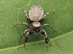 Female Tutelina harti 299971355 by Zygy. Used under a CC0 license.