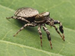 Female Tutelina harti 299971368 by Zygy. Used under a CC0 license.