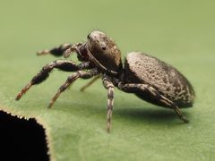 Female Tutelina harti 299971394 by Zygy. Used under a CC0 license.