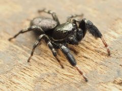 Male Tutelina harti 204533597 by Zygy. Used under a CC0 license.