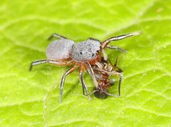 Tutelina similis 41384488 by Judy Gallagher. Used under a CC BY 4.0 license.
