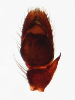 Kaldari Zygoballus nervosus pedipalp by Kaldari. Used under a CC0 license.