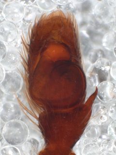 Zygoballus nervosus pedipalp by Kaldari. Used under a CC0 license.