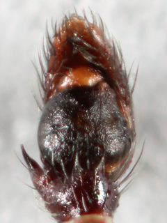 Zygoballus nervosus pedipalp 01 by Kaldari. Used under a CC0 license.