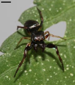 Zygoballus rufipes 0456 by platycryptus. Used under a CC BY 2.0 license.