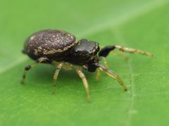 Zygoballus rufipes 107220574 by Katja Schulz. Used under a CC BY 4.0 license.