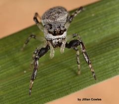 Zygoballus rufipes 89314463 by jcowles. Used under a CC BY 4.0 license.