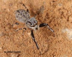 Zygoballus rufipes 89315783 by jcowles. Used under a CC BY 4.0 license.