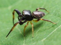 Zygoballus rufipes male 01 by spidereyes2020. Used under a CC0 license.