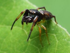 Zygoballus rufipes male 02 by spidereyes2020. Used under a CC0 license.