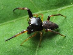 Zygoballus rufipes male 03 by spidereyes2020. Used under a CC0 license.