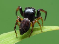 Zygoballus rufipes male 04 by spidereyes2020. Used under a CC0 license.