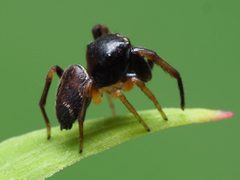 Zygoballus rufipes male 05 by spidereyes2020. Used under a CC0 license.