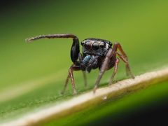 Zygoballus sexpunctatus 110343969 by Zygy. Used under a CC0 license.