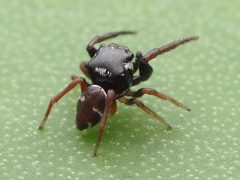 Zygoballus sexpunctatus 110461345 by Zygy. Used under a CC0 license.