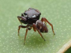 Zygoballus sexpunctatus 110463746 by Zygy. Used under a CC0 license.