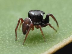 Zygoballus sexpunctatus 110463971 by Zygy. Used under a CC0 license.