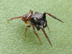 Zygoballus sexpunctatus 110464262 by Zygy. Used under a CC0 license.