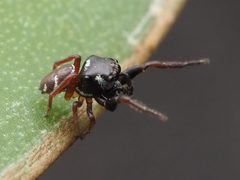 Zygoballus sexpunctatus 110464309 by Zygy. Used under a CC0 license.