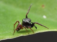 Zygoballus sexpunctatus 110464359 by Zygy. Used under a CC0 license.