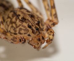 Scytodes glabula 3 by BioVipah. Used under a CC BY-SA 3.0 license.