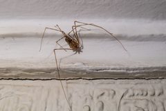 Scytodes glabula 4 by BioVipah. Used under a CC BY-SA 3.0 license.