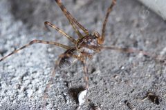 Scytodes globula by Katzider. Used under a CC BY-SA 4.0 license.