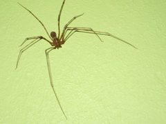 Scytodes globula by Baphita by Baphita. Used under a CC BY 3.0 license.
