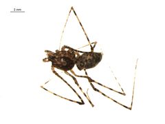 Scytodes longipes 1 by G. Blagoev, Centre for Biodiversity Genomics. Used under a CC BY-SA 3.0 license.